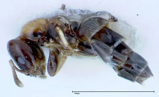Myrmelachista plebecula specimen FOCOL0153-1 image focol0153-1_3
