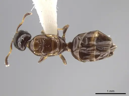 Myrmelachista plebecula specimen JTLC000002800 image jtlc000002800_1
