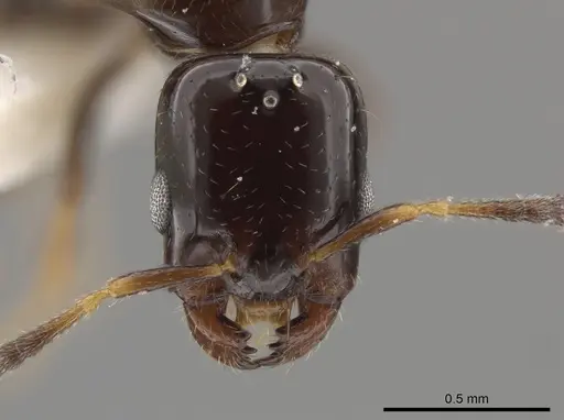 Myrmelachista plebecula specimen JTLC000002800 image jtlc000002800_2