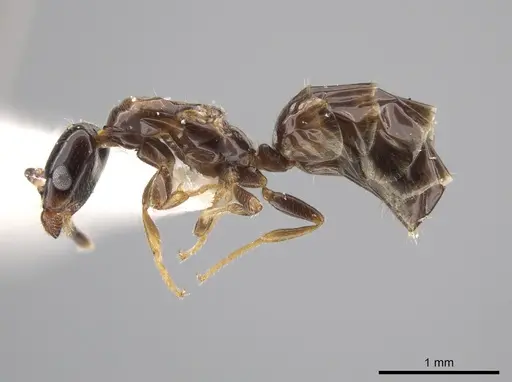 Myrmelachista plebecula specimen JTLC000002800 image jtlc000002800_3
