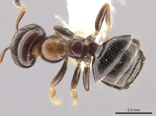 Myrmelachista plebecula specimen JTLC000005482 image jtlc000005482_1
