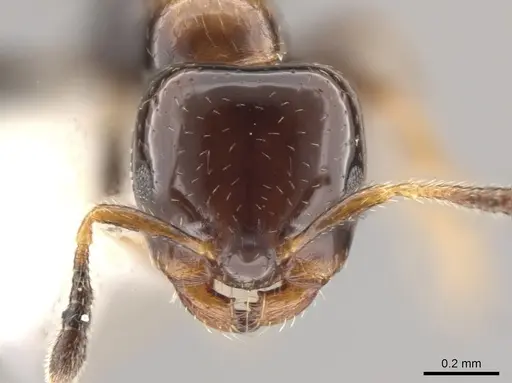 Myrmelachista plebecula specimen JTLC000005482 image jtlc000005482_2