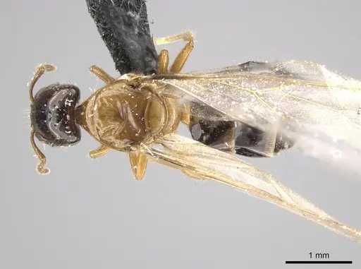 Myrmelachista ramulorum specimen CASENT0654197 image casent0654197_1