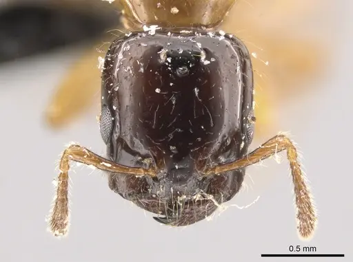 Myrmelachista ramulorum specimen CASENT0654197 image casent0654197_2