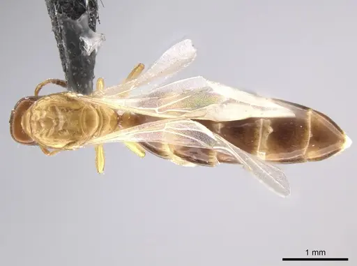 Myrmelachista ramulorum specimen CASENT0654223 image casent0654223_1