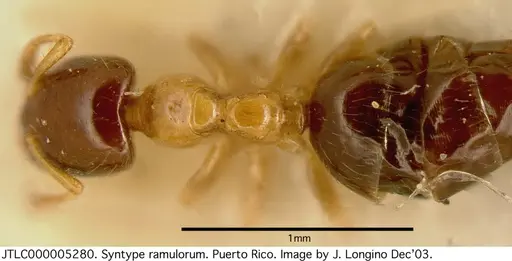 Myrmelachista ramulorum specimen JTLC000005280 image jtlc000005280_1