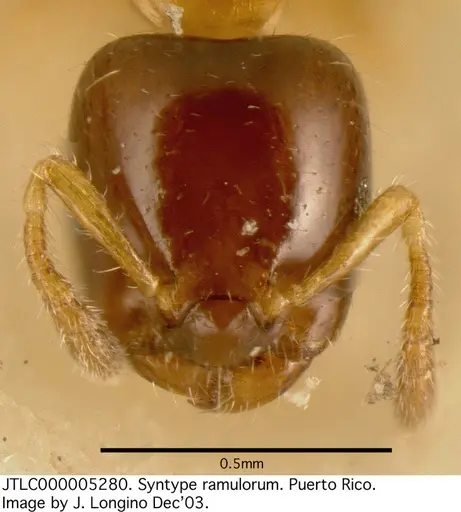 Myrmelachista ramulorum specimen JTLC000005280 image jtlc000005280_2