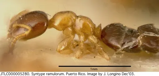 Myrmelachista ramulorum specimen JTLC000005280 image jtlc000005280_3