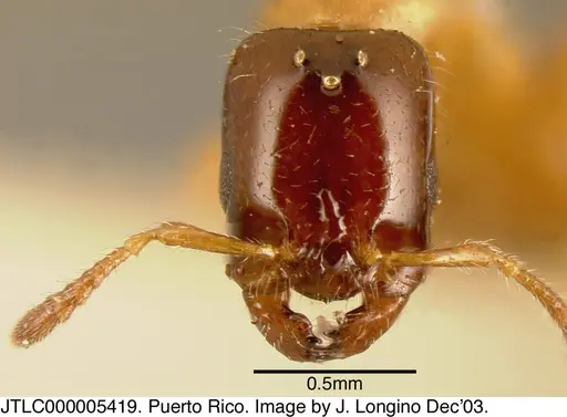 Myrmelachista ramulorum specimen JTLC000005419 image jtlc000005419_1