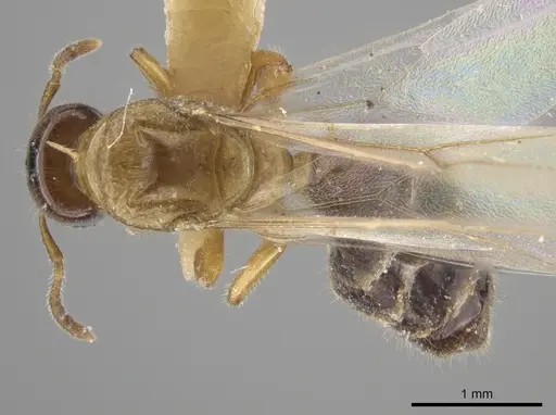 Myrmelachista ramulorum specimen LACMENT683228 image lacment683228_1