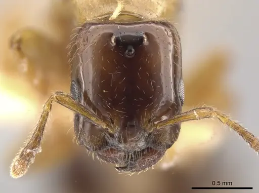 Myrmelachista ramulorum specimen LACMENT683228 image lacment683228_2