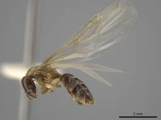 Myrmelachista ramulorum specimen LACMENT683228 image lacment683228_3
