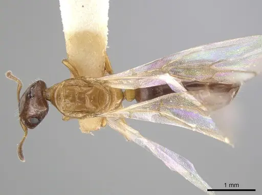 Myrmelachista ramulorum specimen LACMENT683871 image lacment683871_1