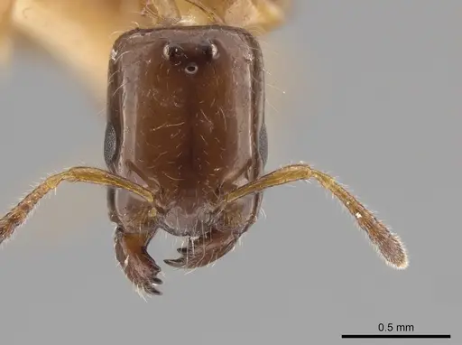 Myrmelachista ramulorum specimen LACMENT683871 image lacment683871_2
