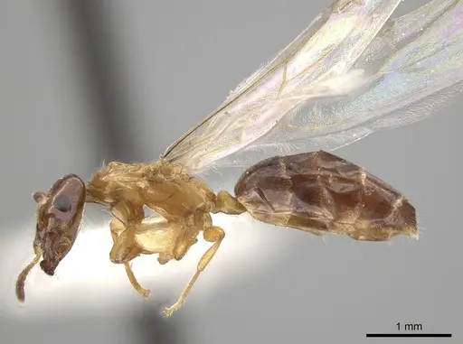Myrmelachista ramulorum specimen LACMENT683871 image lacment683871_3