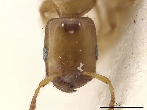 Myrmelachista ramulorum specimen MCZ-ENT00022935 image mcz-ent00022935_2