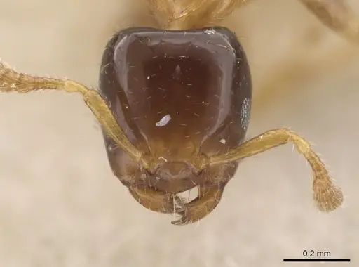 Myrmelachista ramulorum specimen MCZ-ENT00022935 image mcz-ent00022935_3
