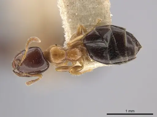 Myrmelachista ramulorum specimen MCZ-ENT00685654 image mcz-ent00685654_1