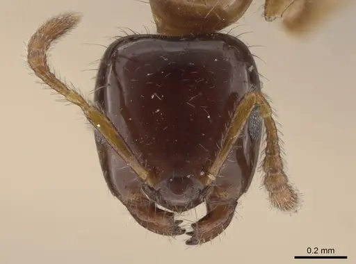 Myrmelachista ramulorum specimen MCZ-ENT00685654 image mcz-ent00685654_2