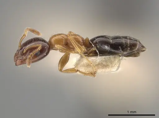 Myrmelachista ramulorum specimen MCZ-ENT00685654 image mcz-ent00685654_3