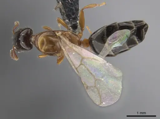 Myrmelachista ramulorum specimen UPRM-INVCOL-8326 image uprm-invcol-8326_1