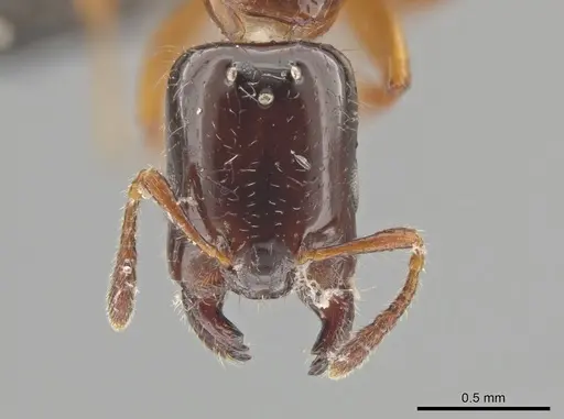 Myrmelachista ramulorum specimen UPRM-INVCOL-8326 image uprm-invcol-8326_2