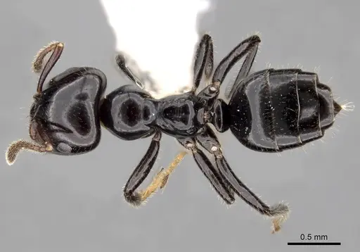Myrmelachista reclusi specimen CASENT0280555 image casent0280555_1