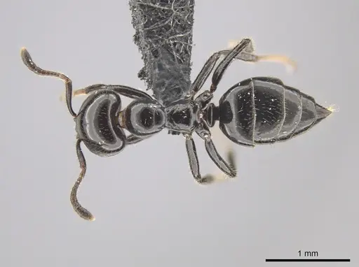 Myrmelachista reclusi specimen CASENT0647468 image casent0647468_1
