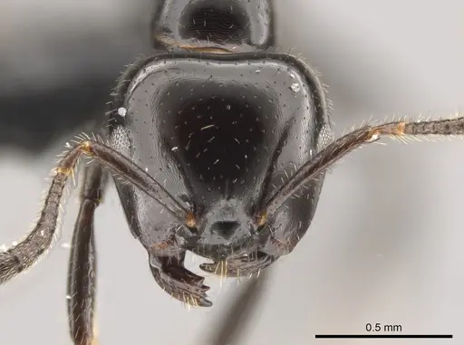 Myrmelachista reclusi specimen CASENT0647468 image casent0647468_2