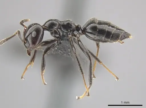 Myrmelachista reclusi specimen CASENT0647468 image casent0647468_3
