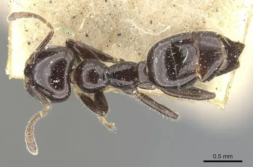 Myrmelachista reclusi specimen CASENT0909926 image casent0909926_1
