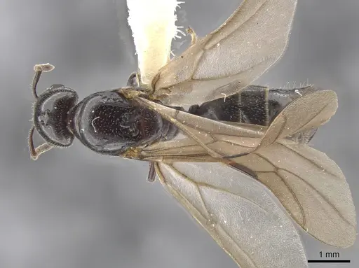 Myrmelachista reclusi specimen JTLC000002846 image jtlc000002846_1