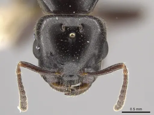 Myrmelachista reclusi specimen JTLC000002846 image jtlc000002846_2
