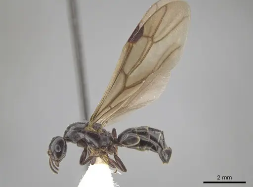 Myrmelachista reclusi specimen JTLC000002846 image jtlc000002846_3