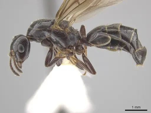 Myrmelachista reclusi specimen JTLC000002846 image jtlc000002846_4