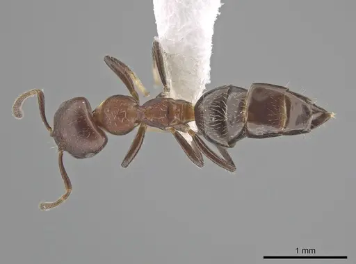 Myrmelachista reticulata specimen CASENT0653446 image casent0653446_1
