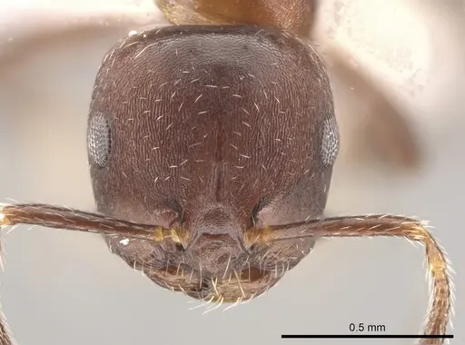 Myrmelachista reticulata specimen CASENT0653446 image casent0653446_2
