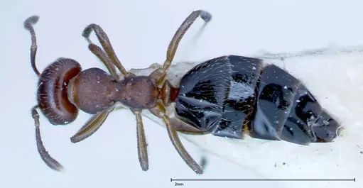 Myrmelachista reticulata specimen FOCOL0148 image focol0148_1