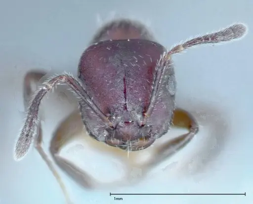 Myrmelachista reticulata specimen FOCOL0148 image focol0148_2