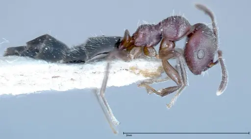 Myrmelachista reticulata specimen FOCOL0148 image focol0148_4