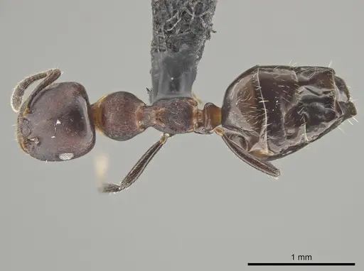Myrmelachista reticulata specimen UFV-LABECOL-002722 image ufv-labecol-002722_1