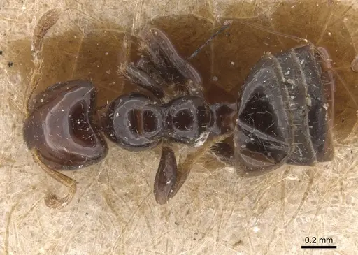 Myrmelachista rogeri specimen CASENT0913669 image casent0913669_1