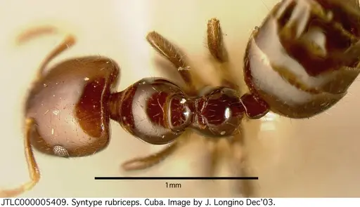 Myrmelachista rogeri specimen JTLC000005409 image jtlc000005409_1