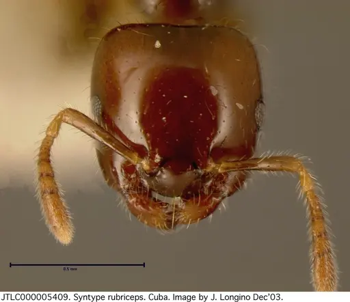 Myrmelachista rogeri specimen JTLC000005409 image jtlc000005409_2