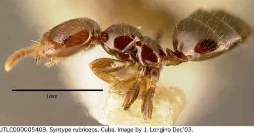 Myrmelachista rogeri specimen JTLC000005409 image jtlc000005409_3