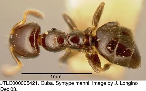Myrmelachista rogeri specimen JTLC000005421 image jtlc000005421_1