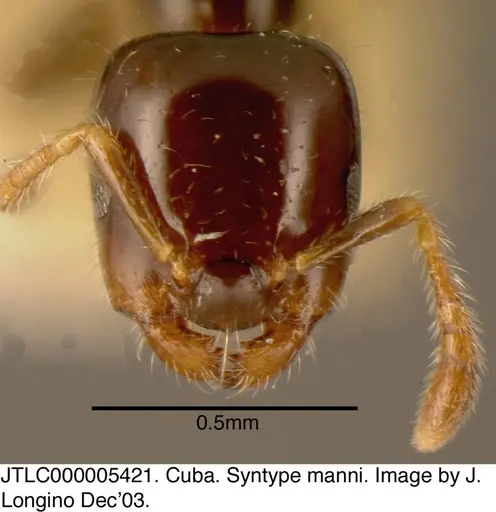 Myrmelachista rogeri specimen JTLC000005421 image jtlc000005421_2