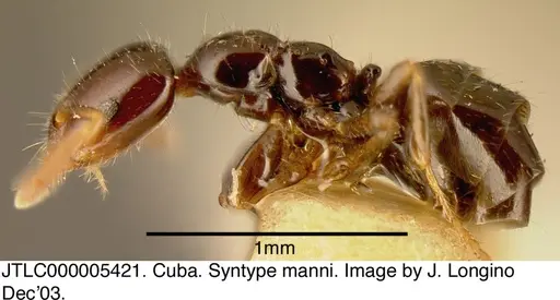 Myrmelachista rogeri specimen JTLC000005421 image jtlc000005421_3