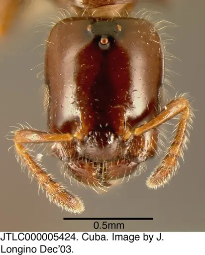 Myrmelachista rogeri specimen JTLC000005424 image jtlc000005424_1