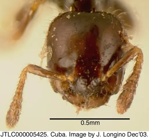 Myrmelachista rogeri specimen JTLC000005425 image jtlc000005425_1